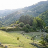 Vue du gîte sur le troupeau de moutons