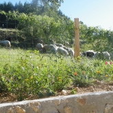 Les brebis