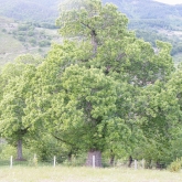 Le châtaignier : L'arbre à pain
